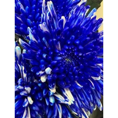 Chr G Topspin Blue