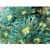 Chr G Topspin Blue Bay