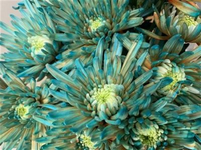 Chr G Topspin Blue Bay