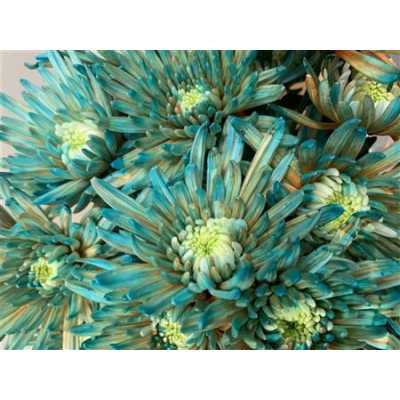 Chr G Topspin Blue Bay