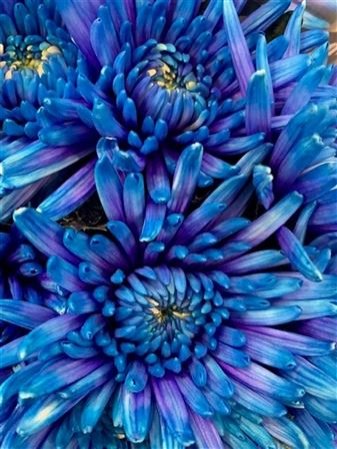 Chr G Topspin Blue Lagoon