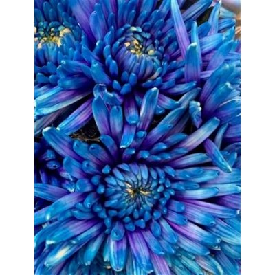 Chr G Topspin Blue Lagoon