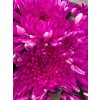 Chr G Topspin Cerise