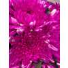 Chr G Topspin Cerise