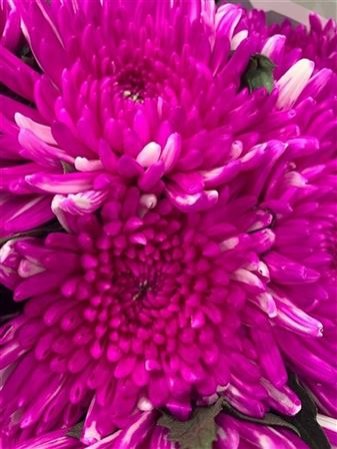 Chr G Topspin Cerise