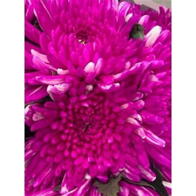 Chr G Topspin Cerise