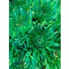 Chr G Topspin Double Mint