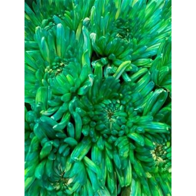Chr G Topspin Double Mint
