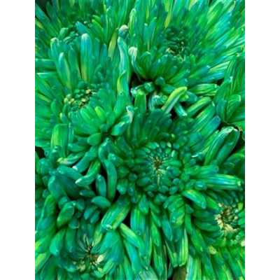 Chr G Topspin Double Mint