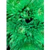 Chr G Topspin Green