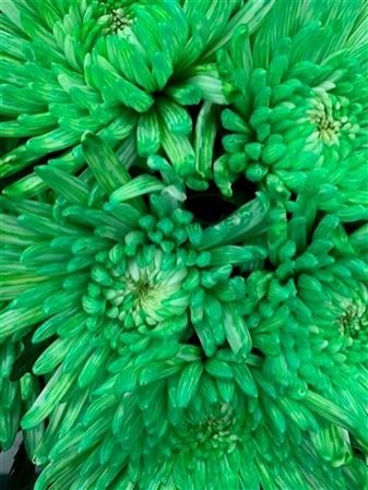 Chr G Topspin Green