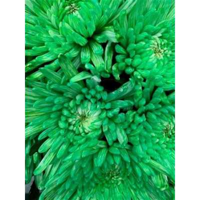 Chr G Topspin Green