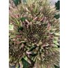 Chr G Topspin Hortensia