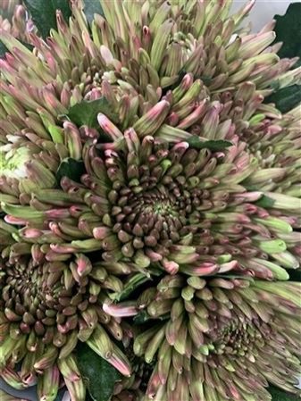 Chr G Topspin Hortensia