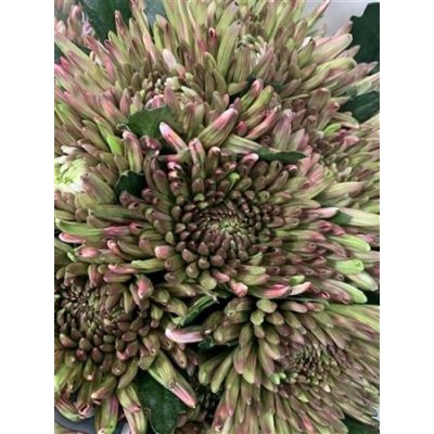 Chr G Topspin Hortensia