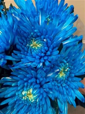 Chr G Topspin Light Blue