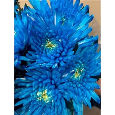 Chr G Topspin Light Blue