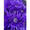 Chr G Topspin Lilac