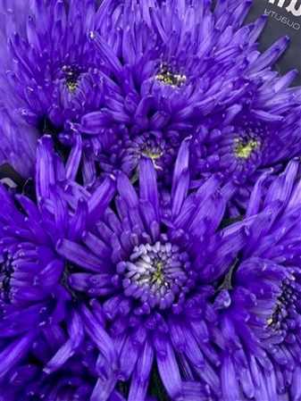 Chr G Topspin Lilac