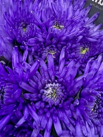 Chr G Topspin Lilac