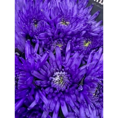 Chr G Topspin Lilac