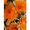Chr G Topspin Orange