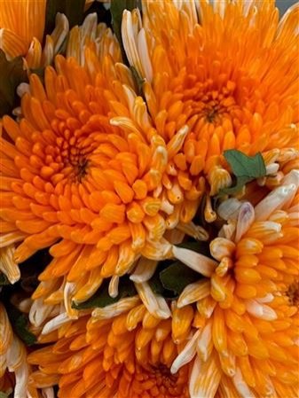 Chr G Topspin Orange