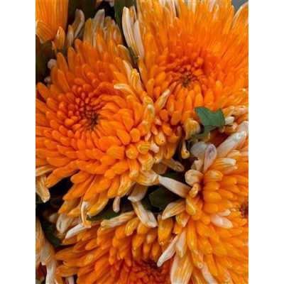 Chr G Topspin Orange