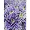 Chr G Topspin Pastel Lilac