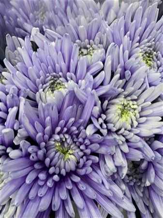 Chr G Topspin Pastel Lilac