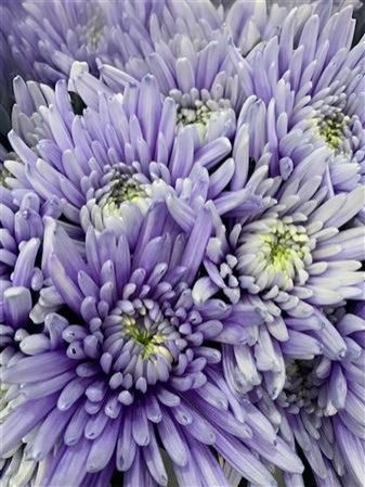 Chr G Topspin Pastel Lilac