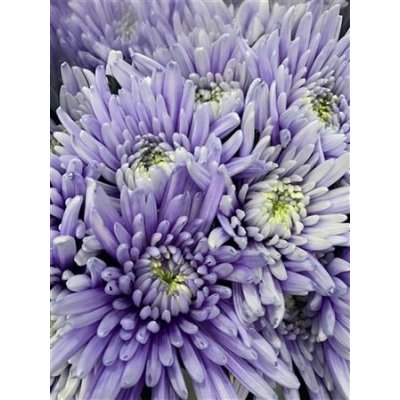 Chr G Topspin Pastel Lilac