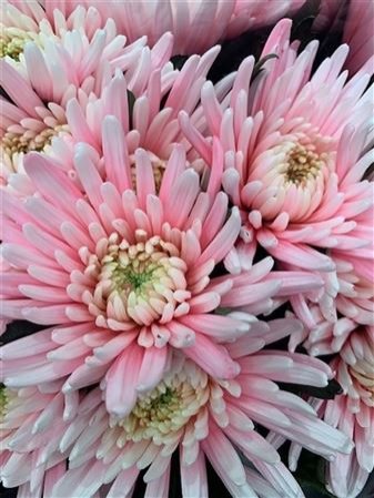 Chr G Topspin Pastel Pink