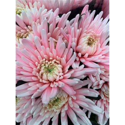 Chr G Topspin Pastel Pink