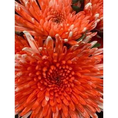 Chr G Topspin Pink
