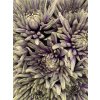 Chr G Topspin Purple Fresh