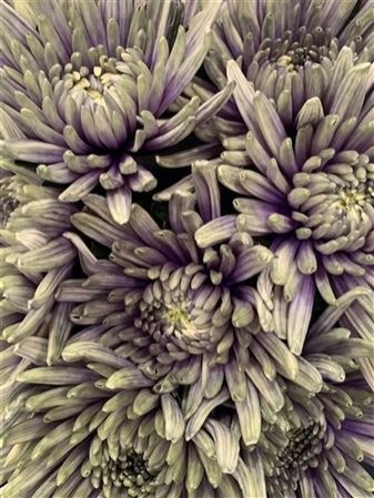 Chr G Topspin Purple Fresh