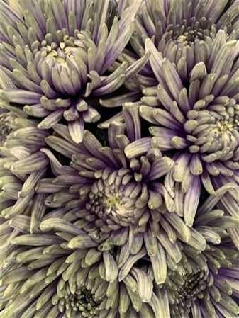 Chr G Topspin Purple Fresh
