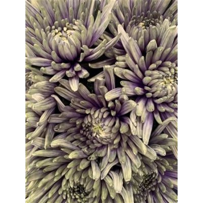 Chr G Topspin Purple Fresh