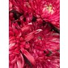 Chr G Topspin Red