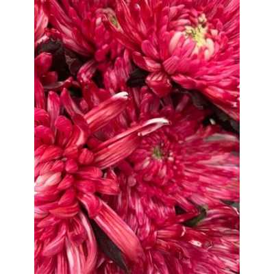 Chr G Topspin Red