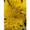 Chr G Topspin Yellow