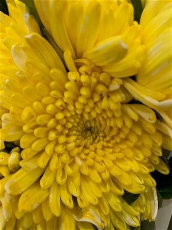 Chr G Topspin Yellow