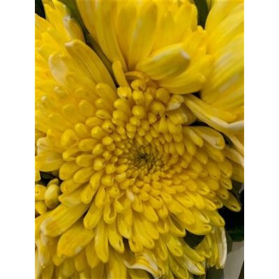 Chr G Topspin Yellow
