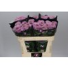 Chr G Vanya Pink