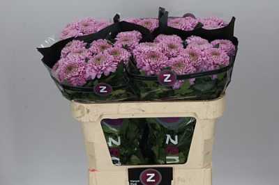 Chr G Vanya Pink
