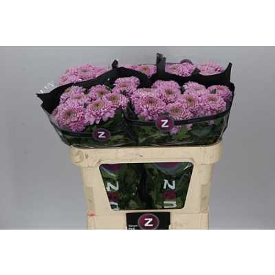 Chr G Vanya Pink
