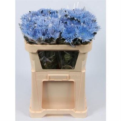 Chr G Verf Ana Blauw Snowy