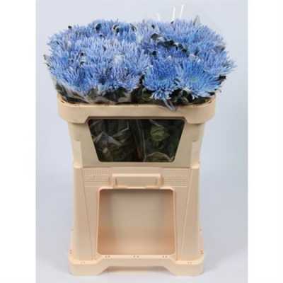 Chr G Verf Ana Blauw Snowy