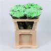 Chr G Verf Ana Green Snowy